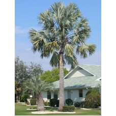 Bismarck Palm 34' Overall Height